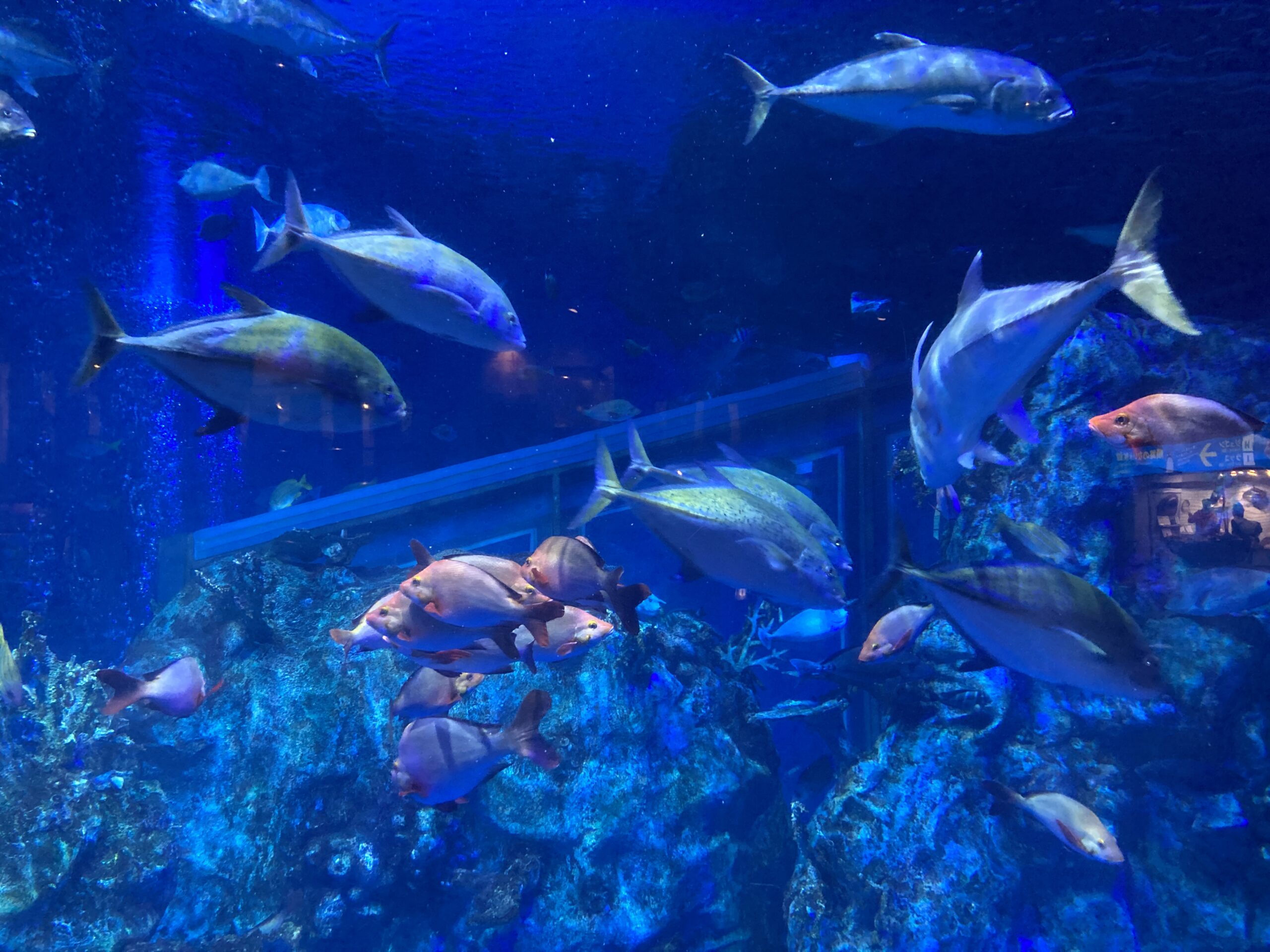 鳥羽水族館の回遊水槽を泳ぐ魚たち
