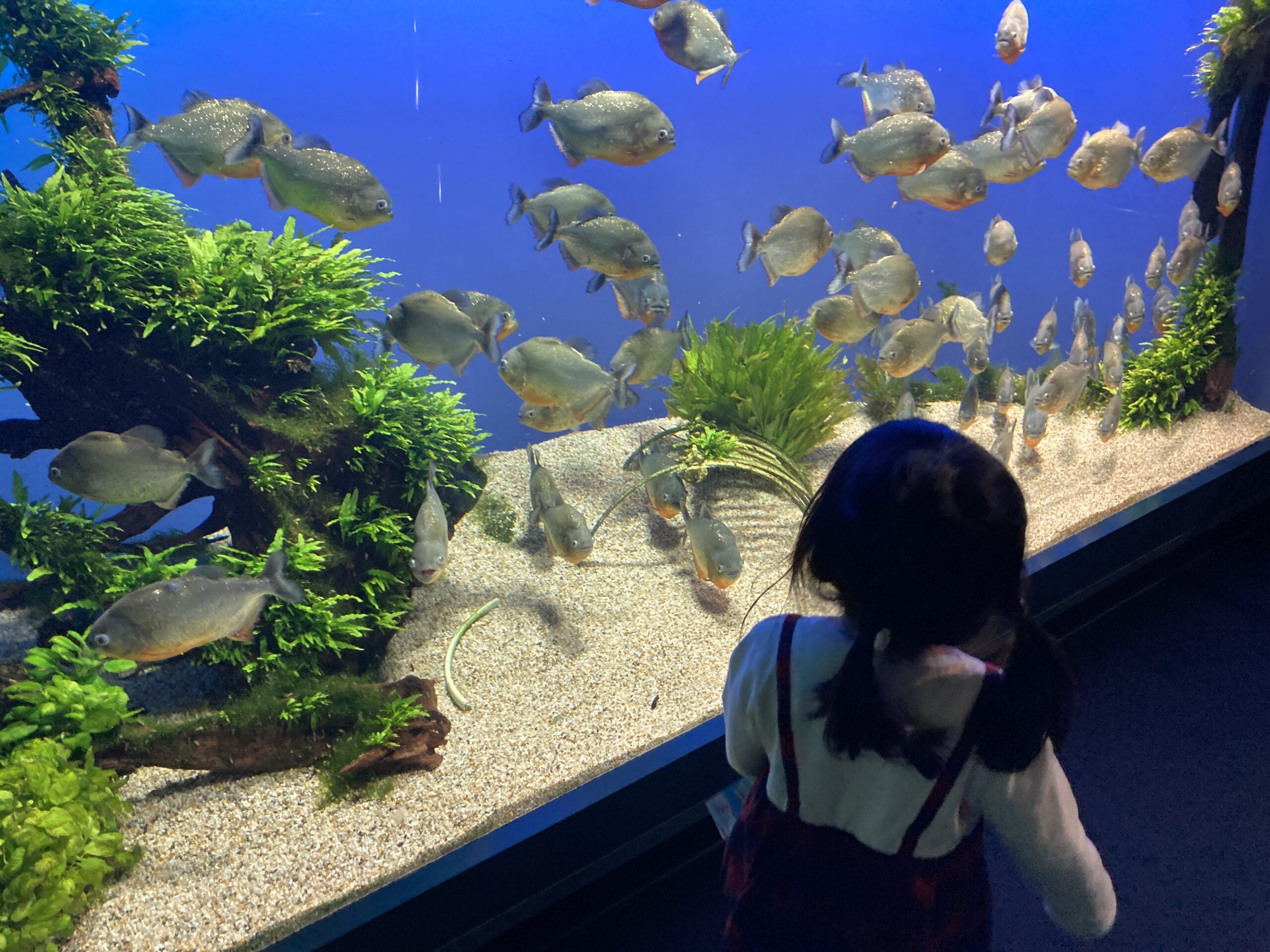 鳥羽水族館のピラニアの群れを見る娘