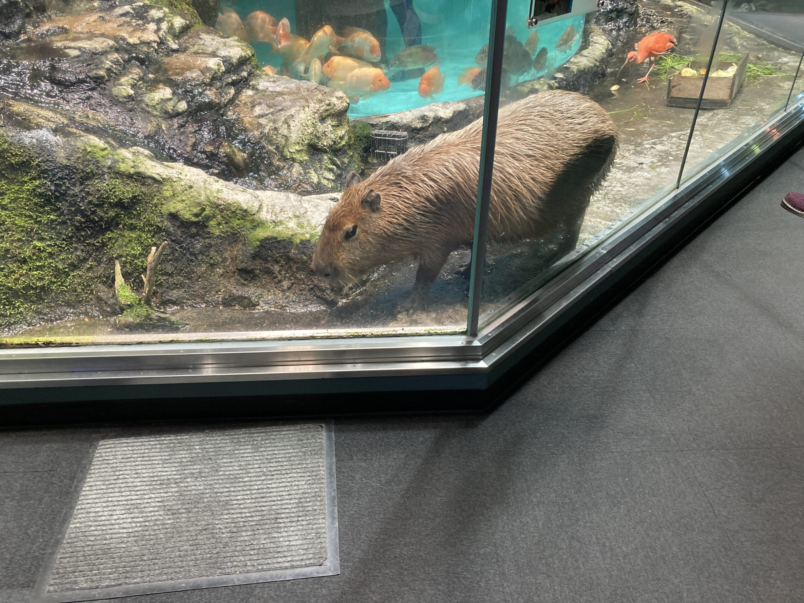 鳥羽水族館のカピバラ